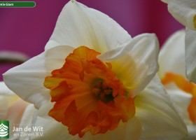 Narcissus Gentle Giant (2)