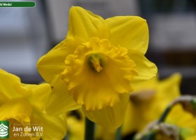 Narcissus Gold Medal (1)