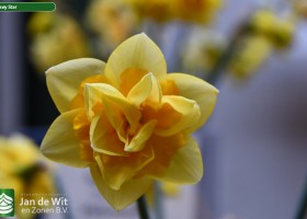 Narcissus Jersey Star (1)