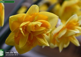 Narcissus Jersey Star (2)