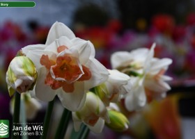 Narcissus My Story (1)