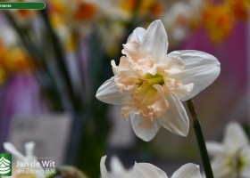 Narcissus Palmares (1)