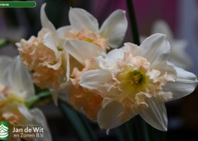 Narcissus Palmares (2)
