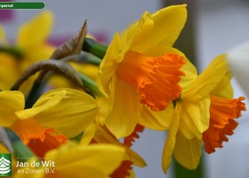Narcissus Pimpernel (1)