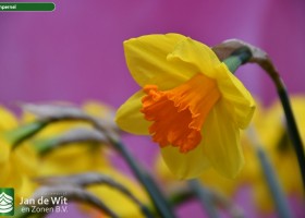 Narcissus Pimpernel (2)