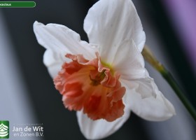 Narcissus Precocious (1)