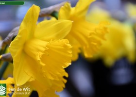 Narcissus Primeur (1)