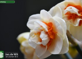Narcissus Pure Fantasy (1)