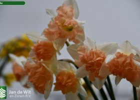 Narcissus Waltz (1)