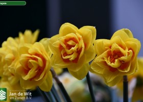 Narcissus Zaragoza (1)