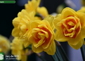 Narcissus Zaragoza (2)