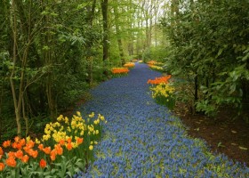 Keukenhof 2013 (1)