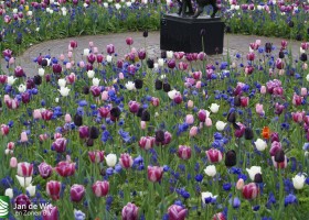 Keukenhof 2013 (10)