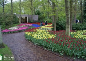 Keukenhof 2013 (13)