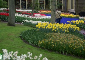 Keukenhof 2013 (14)