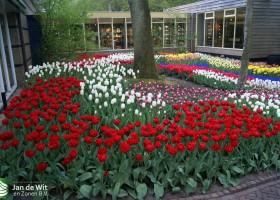 Keukenhof 2013 (15)