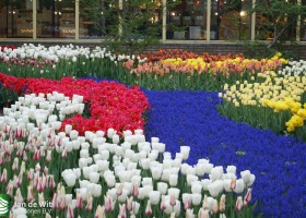 Keukenhof 2013 (16)