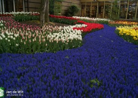 Keukenhof 2013 (17)
