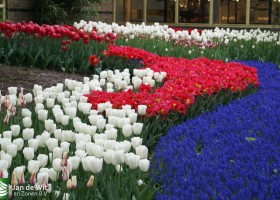 Keukenhof 2013 (18)