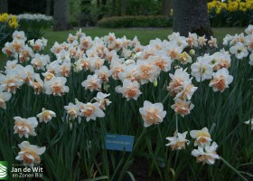 Keukenhof 2013 (19)