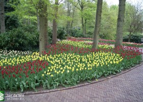 Keukenhof 2013 (20)