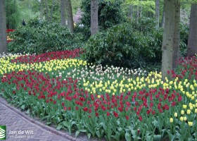 Keukenhof 2013 (21)