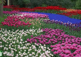 Keukenhof 2013 (22)