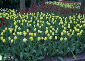 Keukenhof 2013 (23)