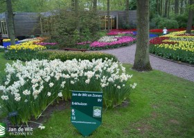 Keukenhof 2013 (24)