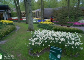 Keukenhof 2013 (25)