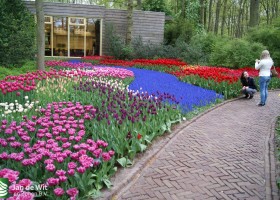 Keukenhof 2013 (26)