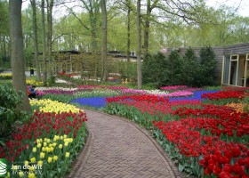 Keukenhof 2013 (27)