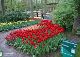 Keukenhof 2013 (28)
