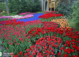 Keukenhof 2013 (29)