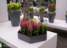 Keukenhof 2013 (3)