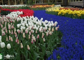Keukenhof 2013 (30)