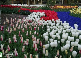 Keukenhof 2013 (31)