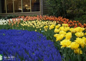 Keukenhof 2013 (32)