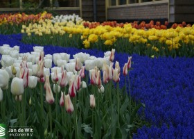 Keukenhof 2013 (33)