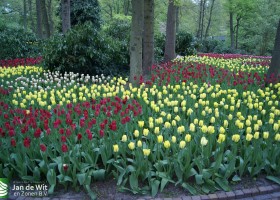Keukenhof 2013 (34)