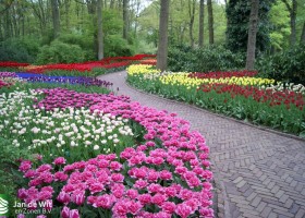 Keukenhof 2013 (35)