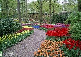 Keukenhof 2013 (37)