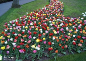 Keukenhof 2013 (38)