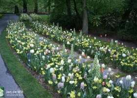 Keukenhof 2013 (39)