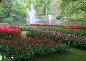 Keukenhof 2013 (40)