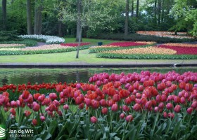 Keukenhof 2013 (41)