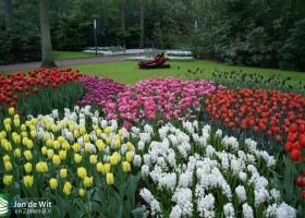 Keukenhof 2013 (42)