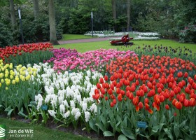 Keukenhof 2013 (43)