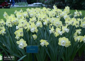 Keukenhof 2013 (44)