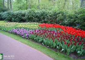 Keukenhof 2013 (45)